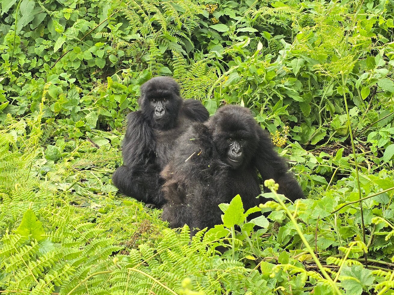 When Is the Low Season for Gorilla Trekking in Rwanda & Why It’s a Hidden Gem