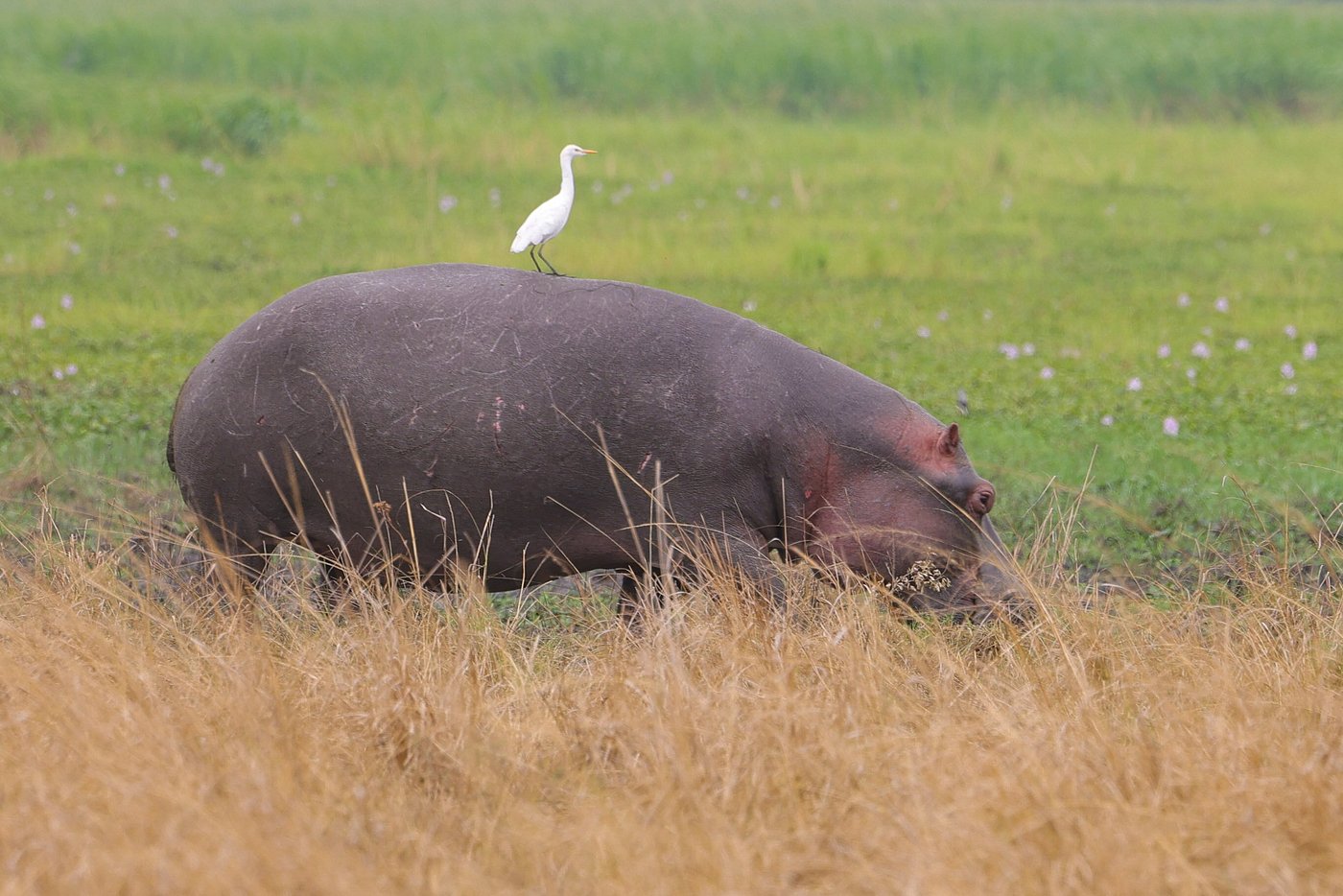 Rwanda Safari for Families with Children – Practical Advice