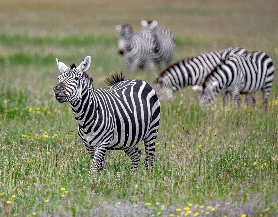 Best Photography Locations in Rwanda for Safari Lovers