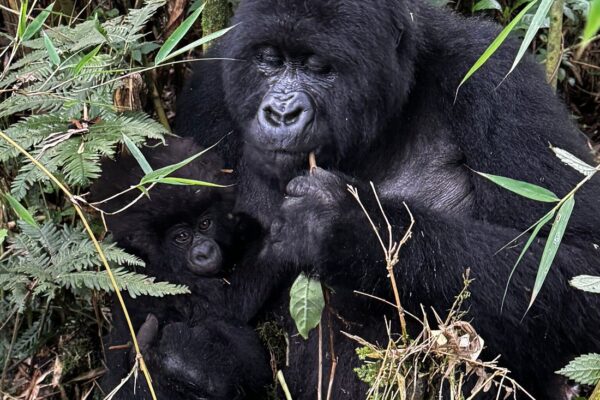 When Is the Low Season for Gorilla Trekking in Rwanda & Why It’s a Hidden Gem