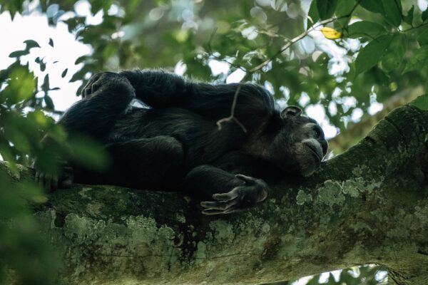 Chimpanzee Trekking in Nyungwe Forest – Complete Guide,Nyungwe Safari for Families – Is It Suitable for Kids?