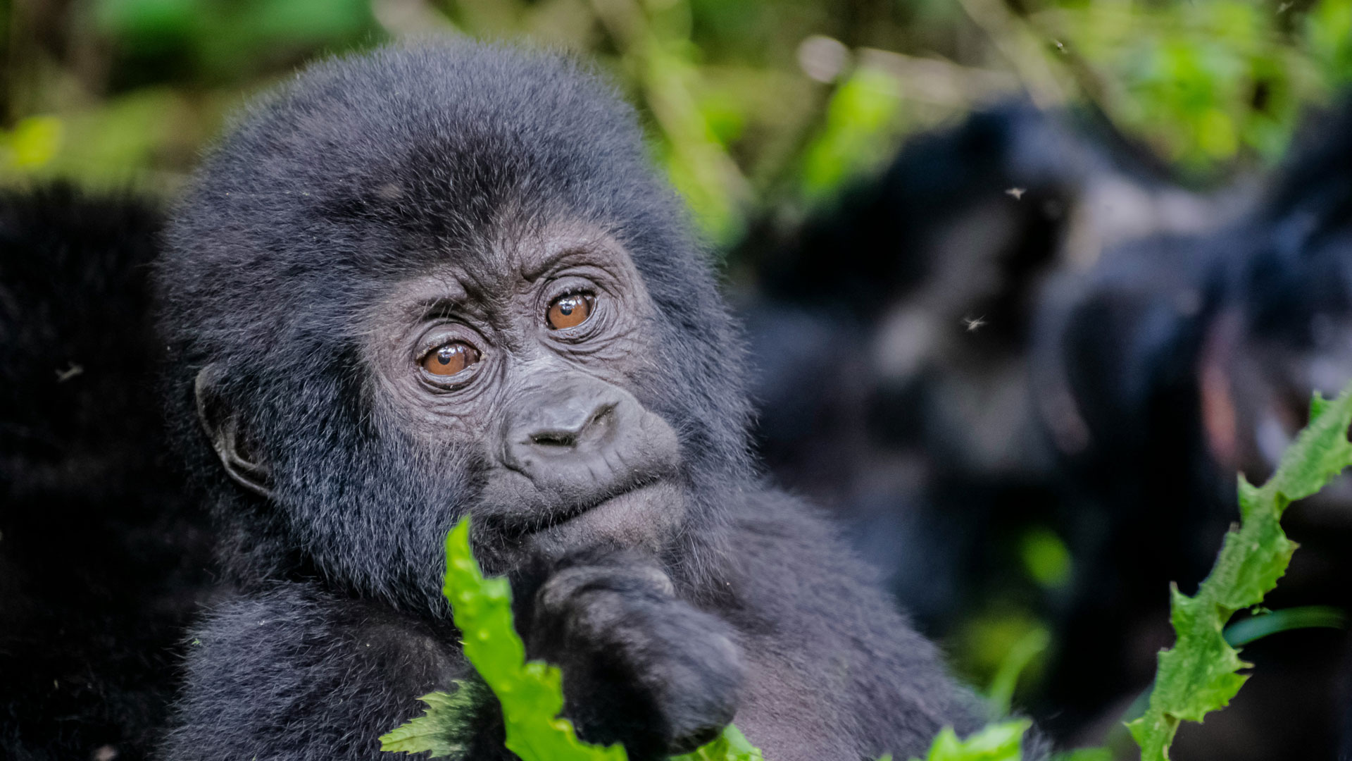 Can You See Gorillas in Rwanda Without Hiking Long Distances?