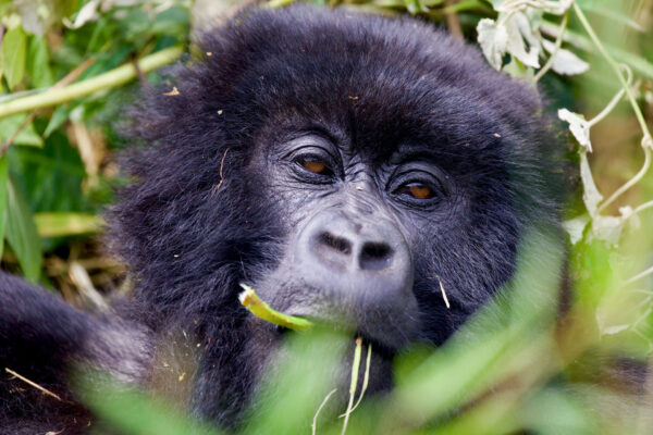 How Early Should You Book Rwanda Gorilla Permits? Insider Advice