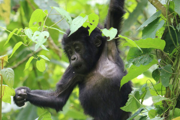 5-Star Gorilla Safari Rwanda and Uganda Guide