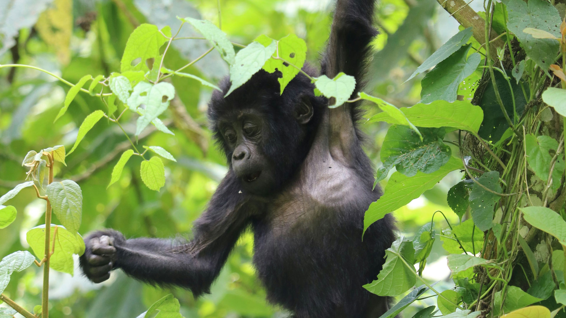 What Happens If You Don’t See Gorillas in Rwanda? Refund Policy Explained