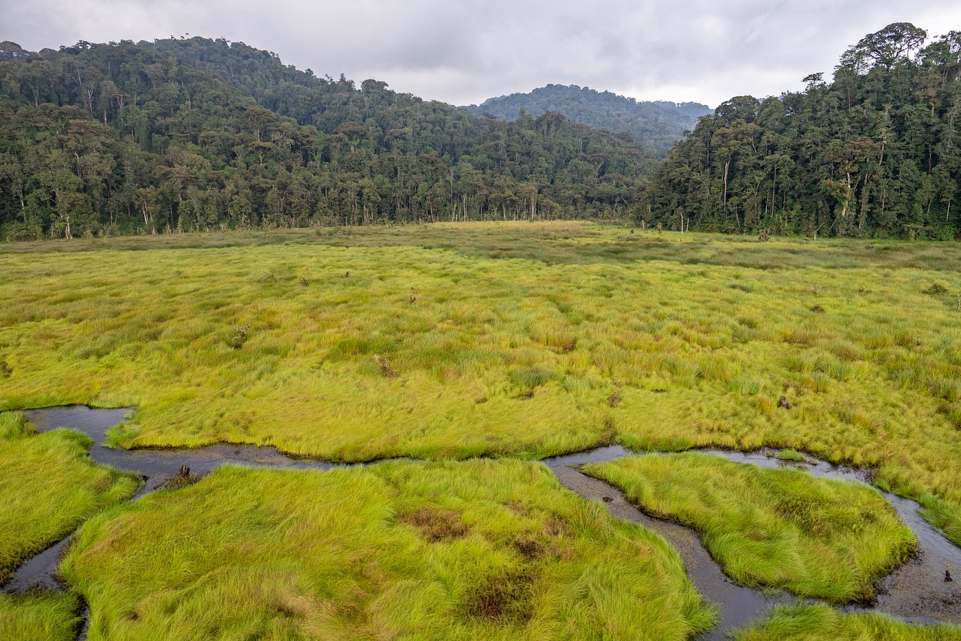Conservation in Nyungwe National Park – Protecting Primates & Forests