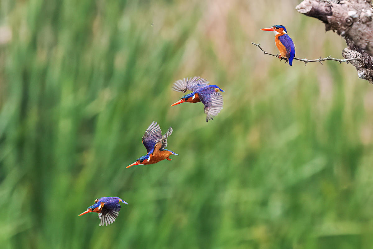 Rwanda Safari During the Green Season – Wildlife Viewing Guide