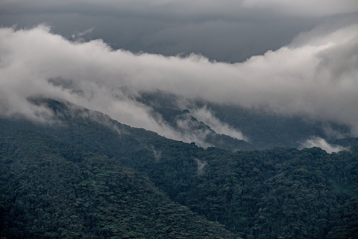 Nyungwe vs Volcanoes: Which is Best for Primates?