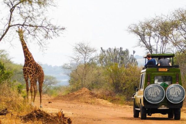 Rwanda Safari Travel Insurance – What You Should Know