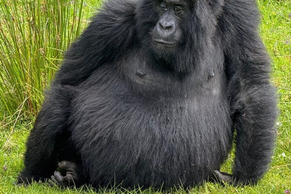 Last-Minute Gorilla Trekking Permits in Rwanda – Is It Possible