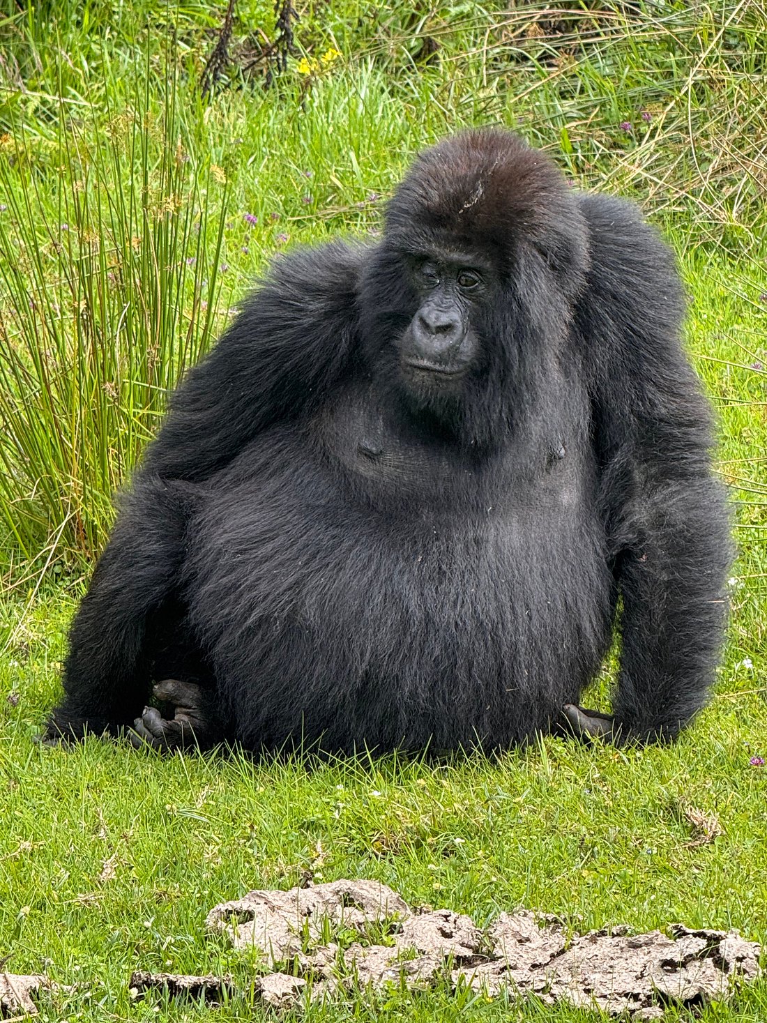Combining Gorilla Trekking with a Big Five Safari in Rwanda