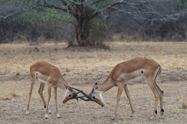 Top mistakes tourists make when visiting Rwanda