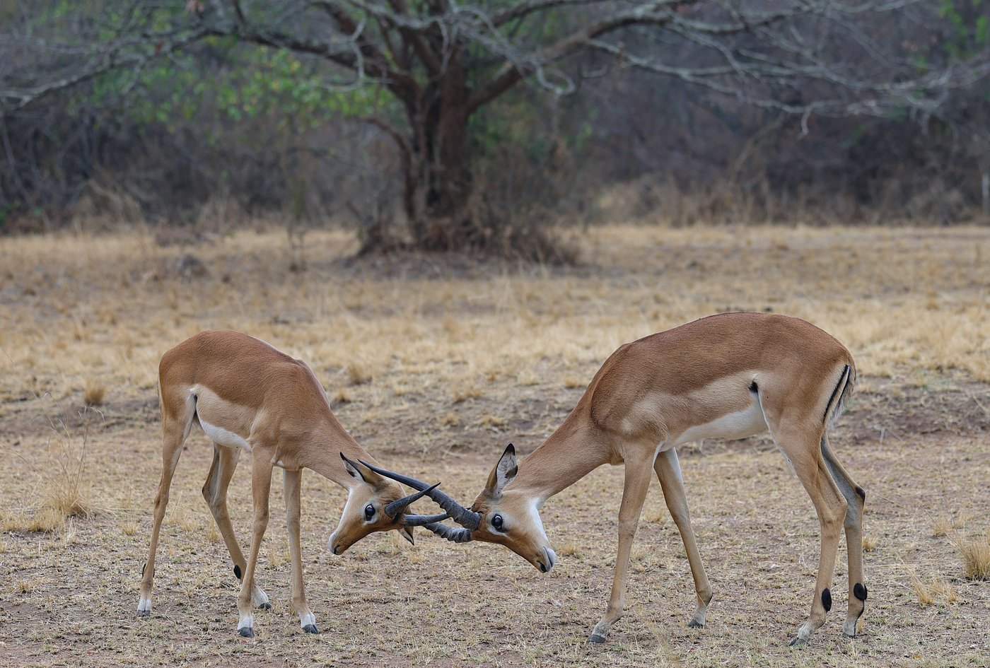 Where to See Rhinos in Rwanda – Best Safari Tips