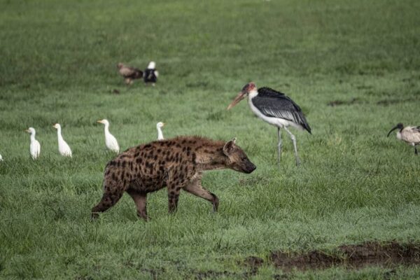 Morning vs Evening Game Drives in Rwanda – Which Is Better?