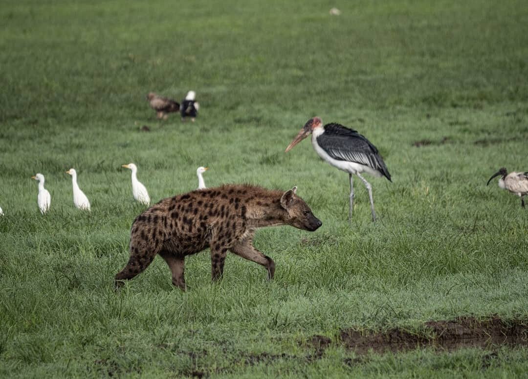 How to Plan a Big Five Safari in Rwanda – Complete Beginner Guide