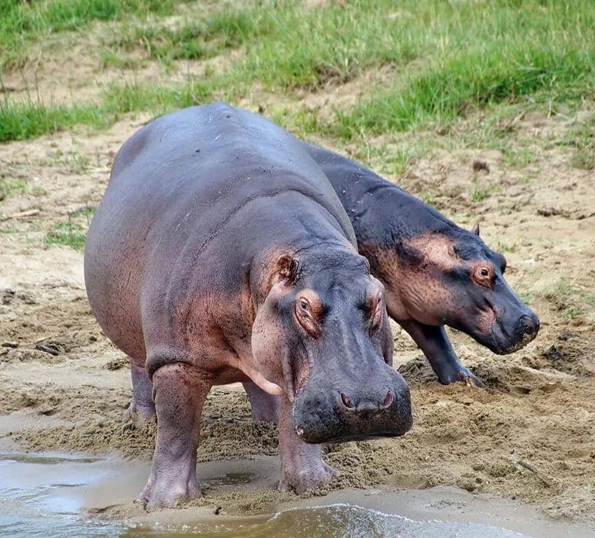 Best Game Drive Routes in Akagera National Park