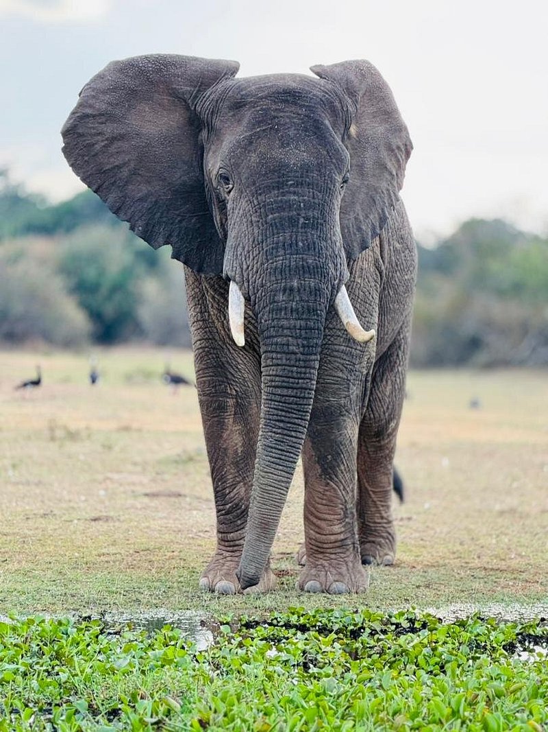 Best Game Drive Routes in Akagera National Park