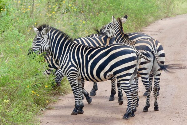 Best Game Drive Routes in Akagera National Park