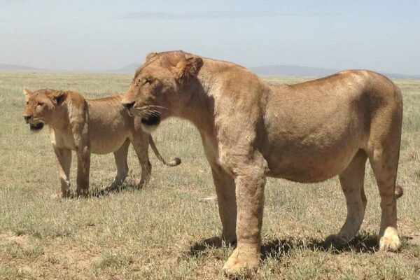 How to Plan a Big Five Safari in Rwanda – Complete Beginner Guide