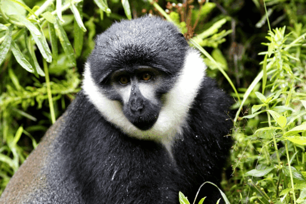 Is Chimpanzee Trekking in Nyungwe Worth It? Full Experience Review