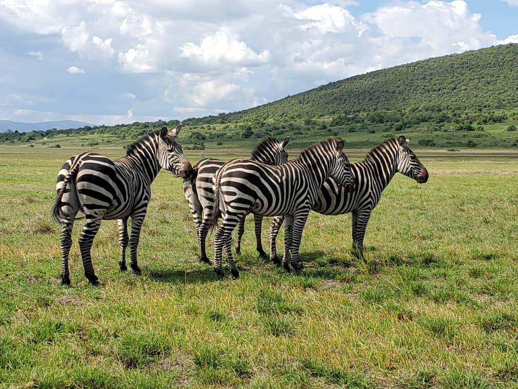 Best Game Drive Routes in Akagera National Park