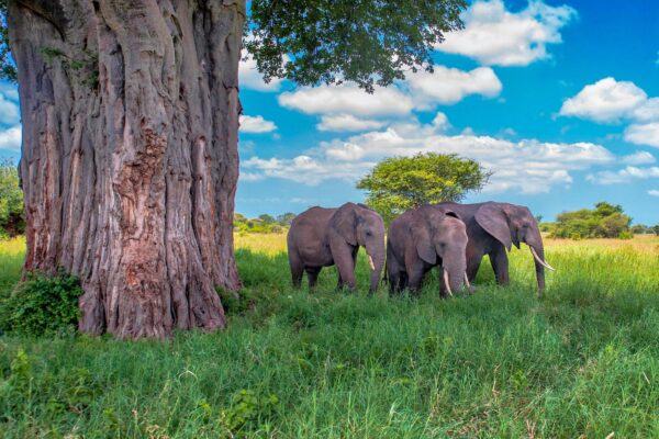 How to Combine Rwanda, Uganda & Tanzania in One Safari
