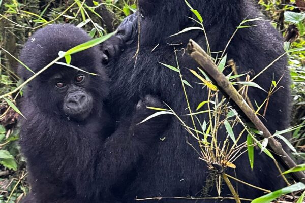 Best Rwanda Tour Company for Gorilla Safaris