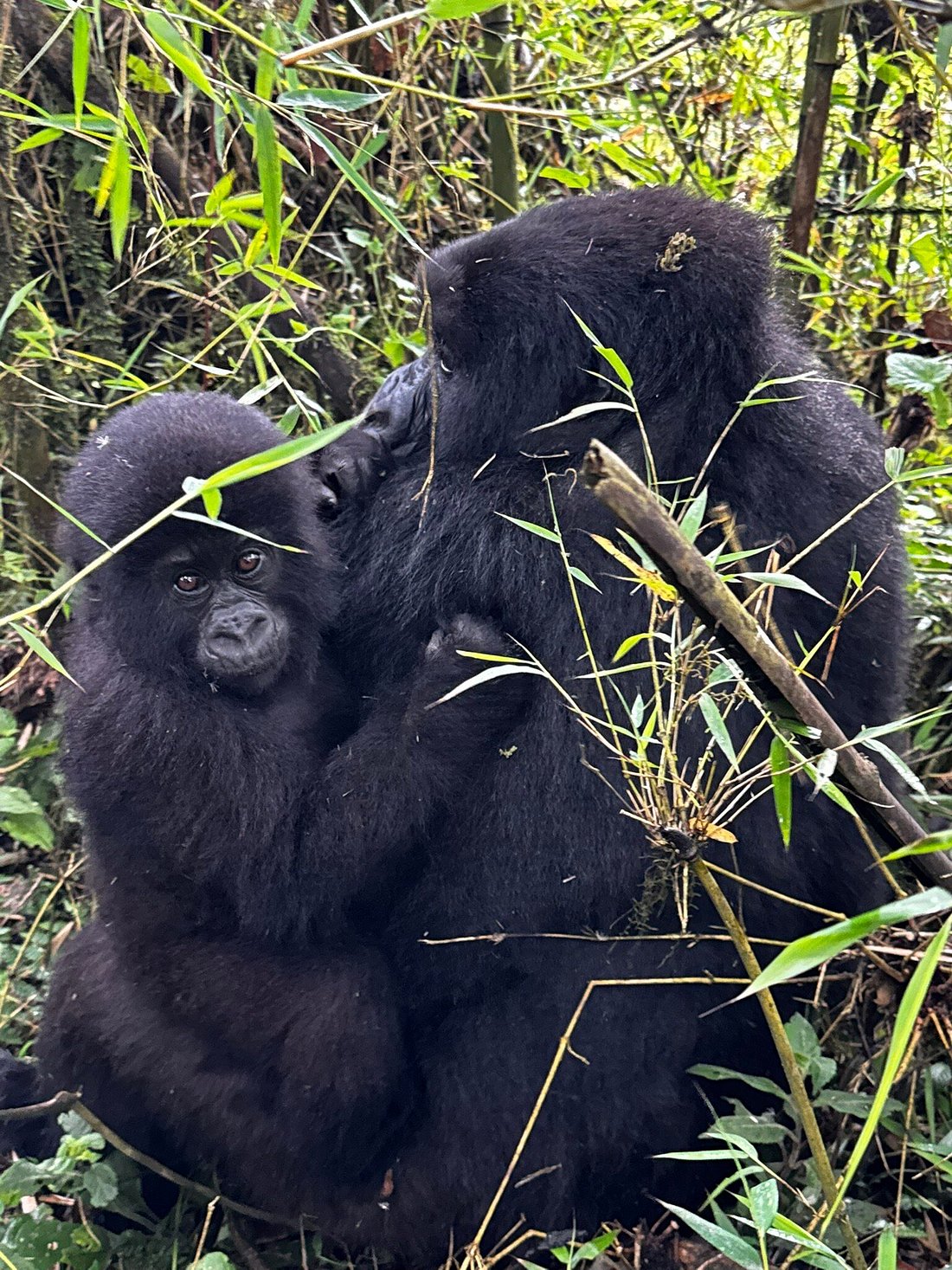 Best Rwanda Tour Company for Gorilla Safaris