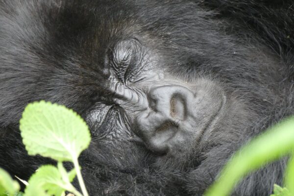 Gorilla Safari Comparison: Volcanoes vs Bwindi Forest Experience