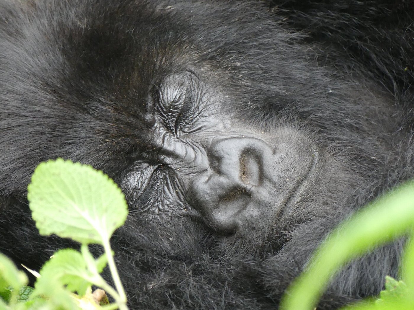 Comparing Gorilla Safari Costs in Rwanda and Uganda (2026 Guide) 