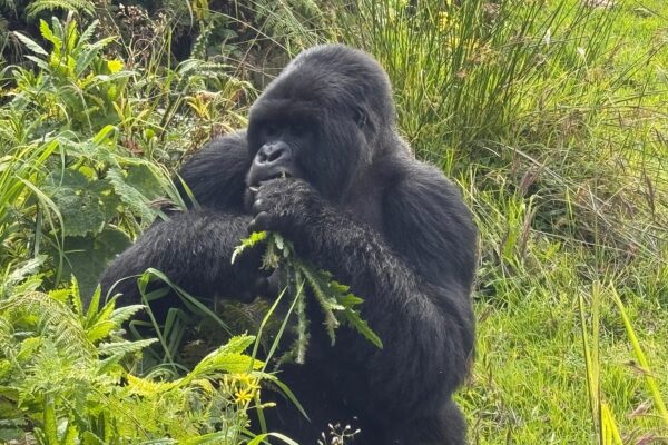 Rwanda Gorilla Safari Packages & Prices 2026