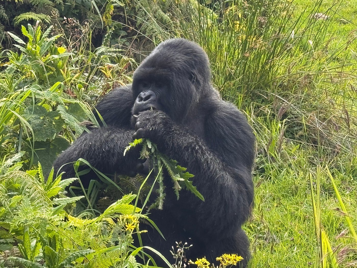 Rwanda Gorilla Safari Packages & Prices 2026