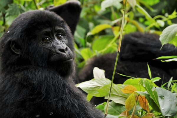 Planning a Gorilla Safari in Rwanda and Uganda Step-by-Step