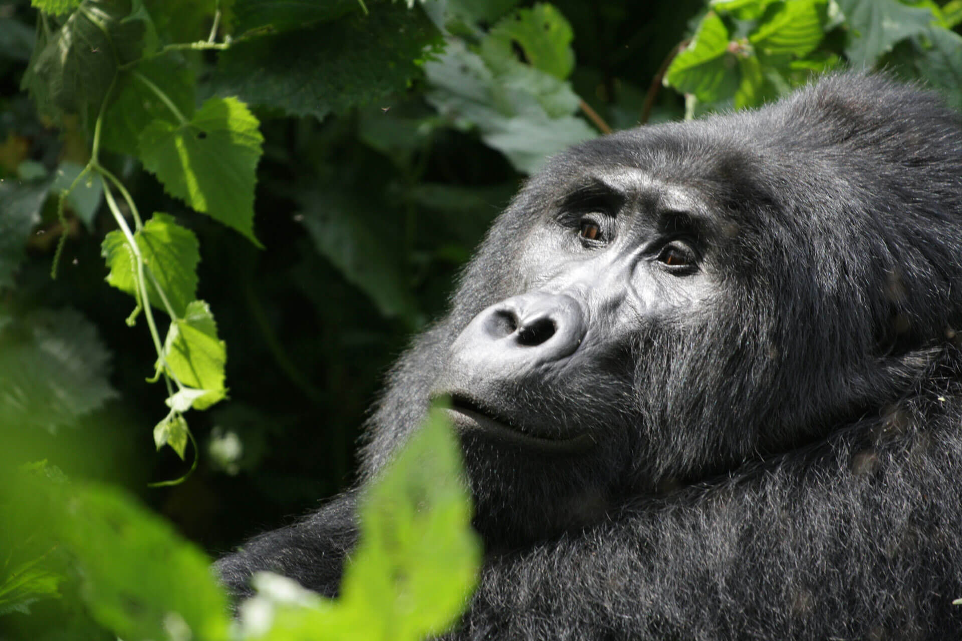 Which Country Is Better for Gorilla Safaris: Rwanda or Uganda