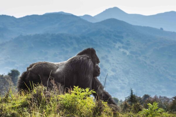 Ultimate Luxury Gorilla Safari Experience East Africa