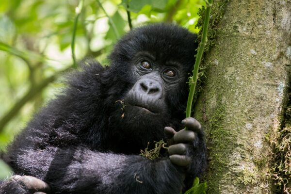 Low Budget Gorilla Safari Rwanda and Uganda