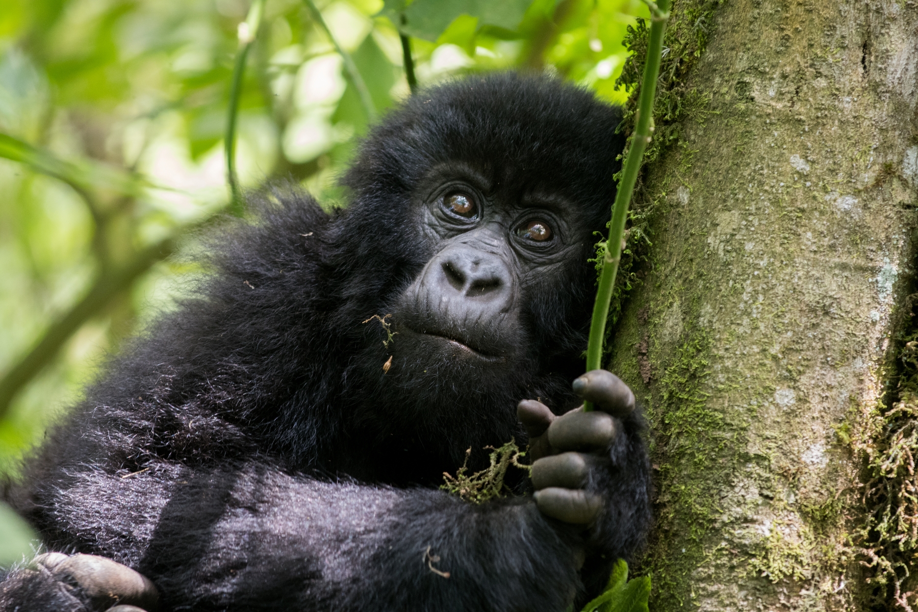 Low Budget Gorilla Safari Rwanda and Uganda