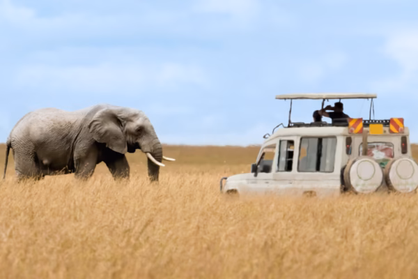 Affordable Cross-Border Gorilla Safari Packages