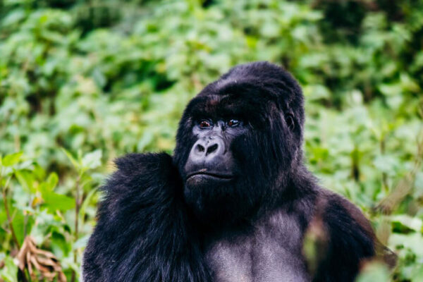 Gorilla Safari Entry Points: Rwanda vs Uganda Explained