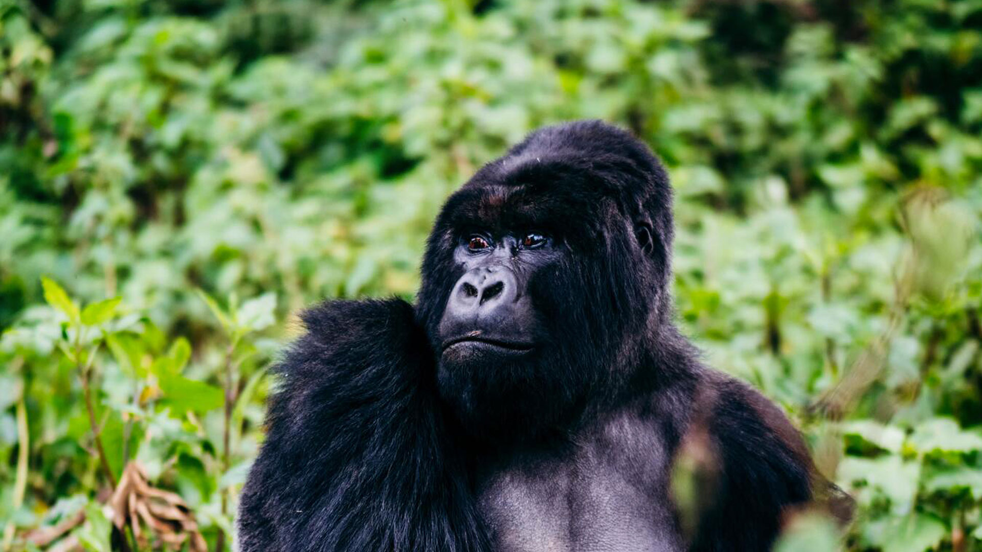 Gorilla Safari Entry Points: Rwanda vs Uganda Explained