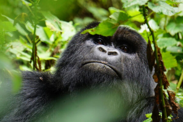 Rwanda and Uganda Gorilla Safari Prices Explained