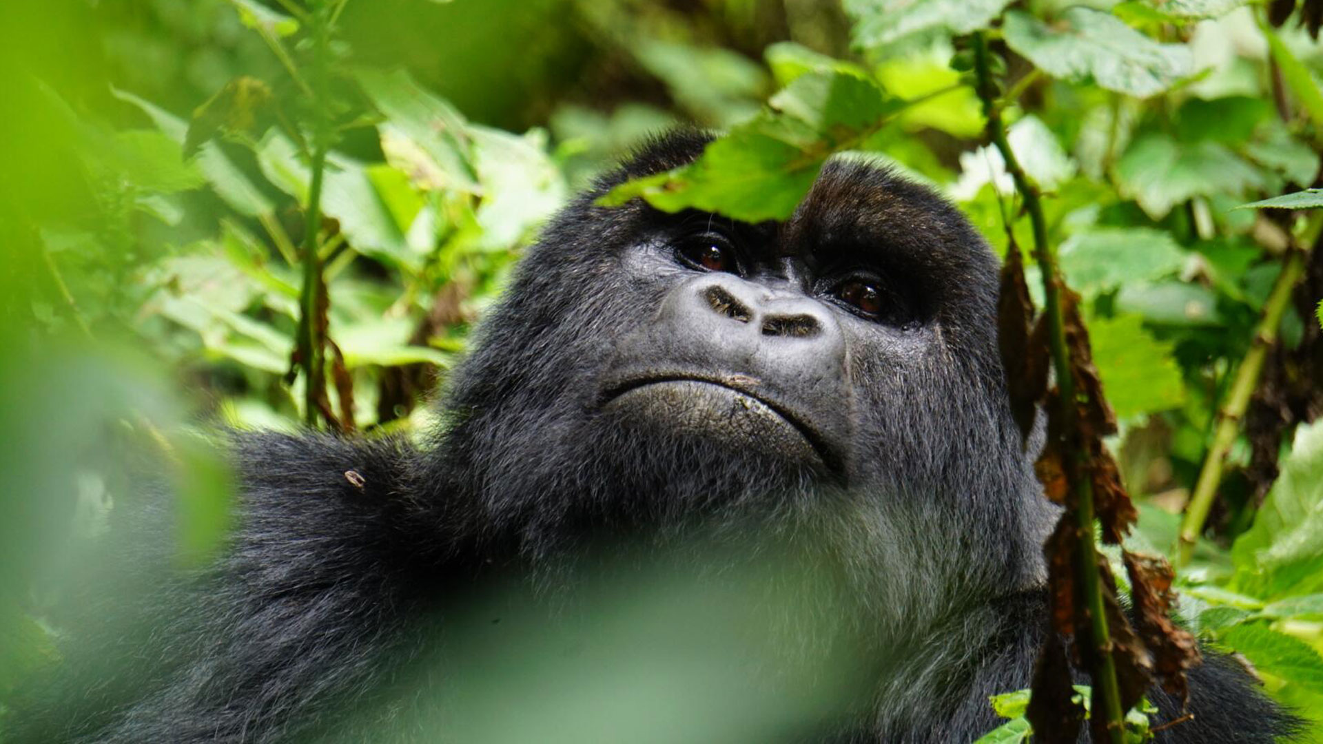 Rwanda and Uganda Gorilla Safari Prices Explained