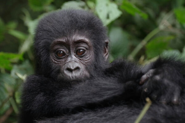 Adventure Gorilla Safari Rwanda and Uganda Route Guide