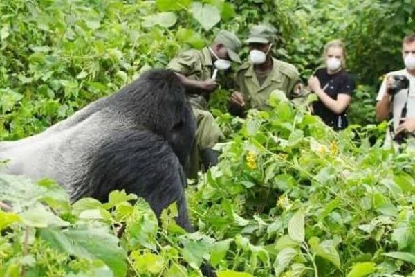 Gorilla Safari Travel Mistakes to Avoid in East Africa