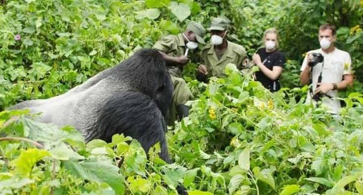 7-Day Gorilla Safari Rwanda and Uganda Travel Guide