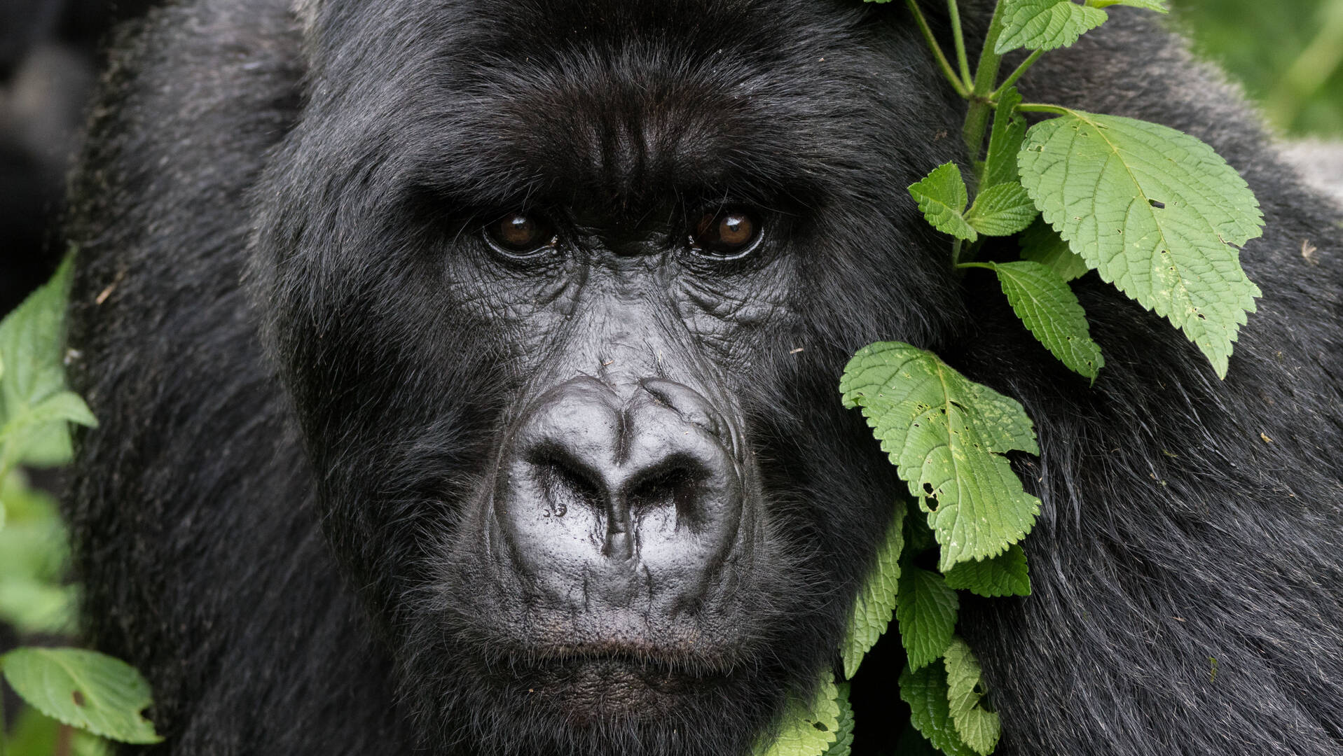 What to Expect on a Gorilla Trekking Day in Volcanoes National Park