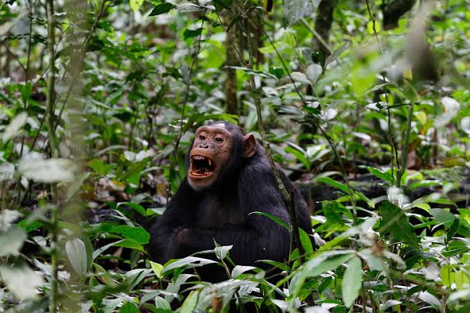 Best Time for Chimpanzee Trekking