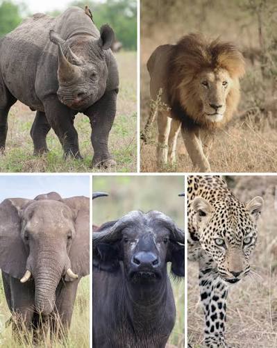 Rwanda Wildlife Safari vs Tanzania Safari
