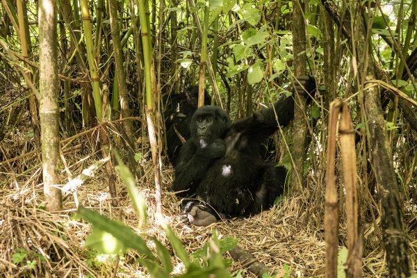 luxury gorilla safaris in Rwanda, gorilla trekking in Rwanda, luxury gorilla tours in volcanoes national park, high-end Rwanda gorilla safaris, private gorilla trekking tours, luxury lodges in volcanoes national park, private luxury transfers to volcanoes national park, Explore Gorilla Trekking