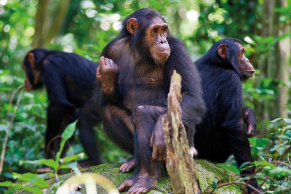 Photography Adventure in Rwanda, Types of Wildlife in Rwanda, chimpanzee tracking in nyungwe national park, chimp tracking in rwanda, chimpanzee trekking in nyungwe, chimpanzee safari, nyungwe forest national park, gishwati-mukura national park